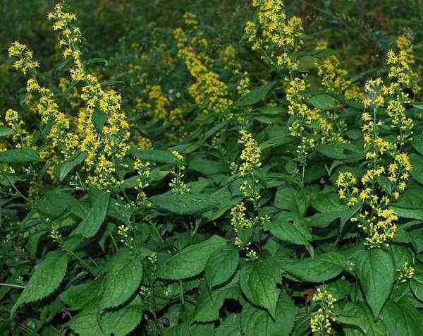Zig zag goldenrod plant with yellow blooms