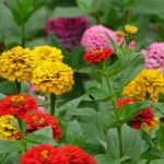 A patch of multicolored zinnia elgans flowers
