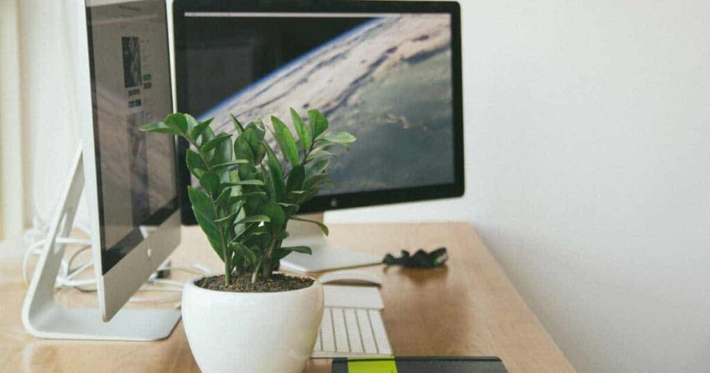 ZZ plant in white container on a desk