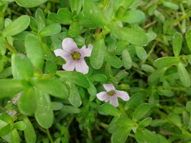 A baby's tear plant iwht pink flowers