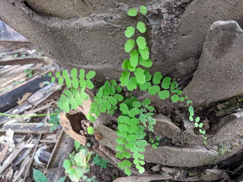 Adiantum growig against a big rock