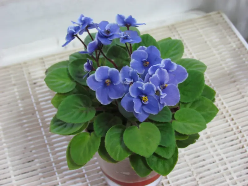A beautiful and healthy African Violet.