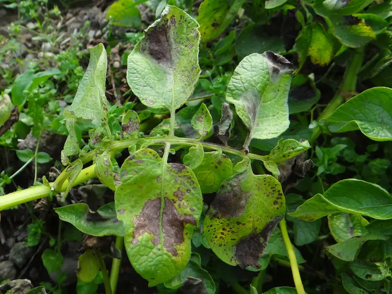 Tomato plant leaves afflicted with  Alternaria solani disease