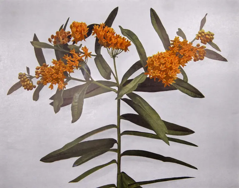 a realistic drawing of butterfly weed asclepias tuberosa