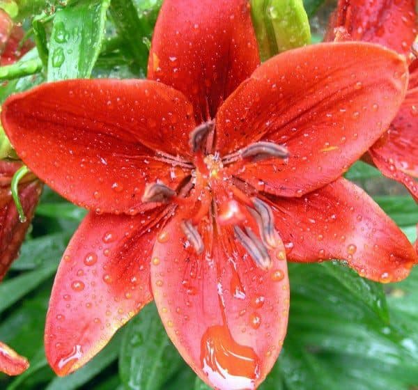 Close up a a red-orange asiatic lily
