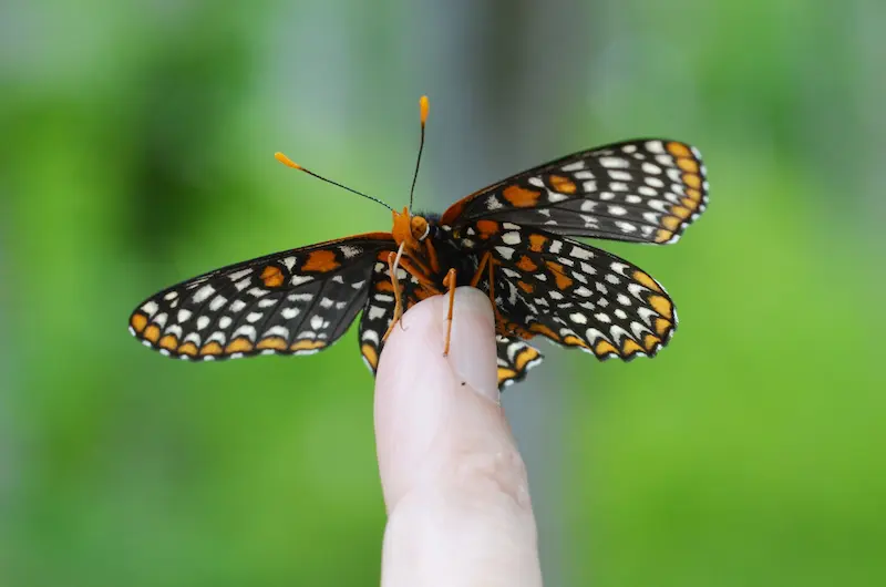 Spectacular Baltimore checkerspot on the end of a finger
