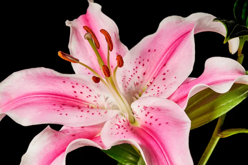 A bright pink asiatic lily flower with its spots and overlapping base