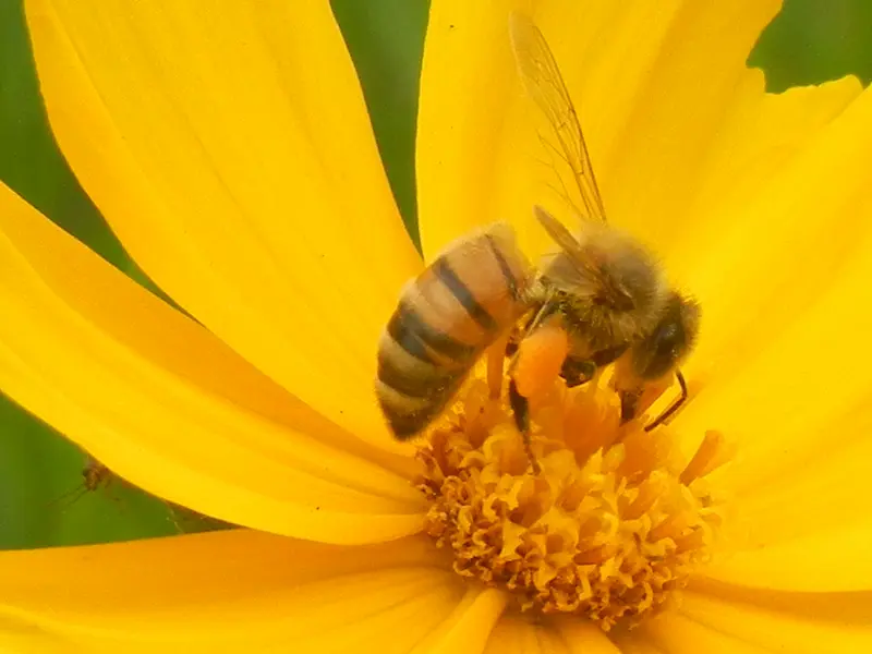 A bright yellow Coreopsis lanceolata flower being pollinated by a bee.  
