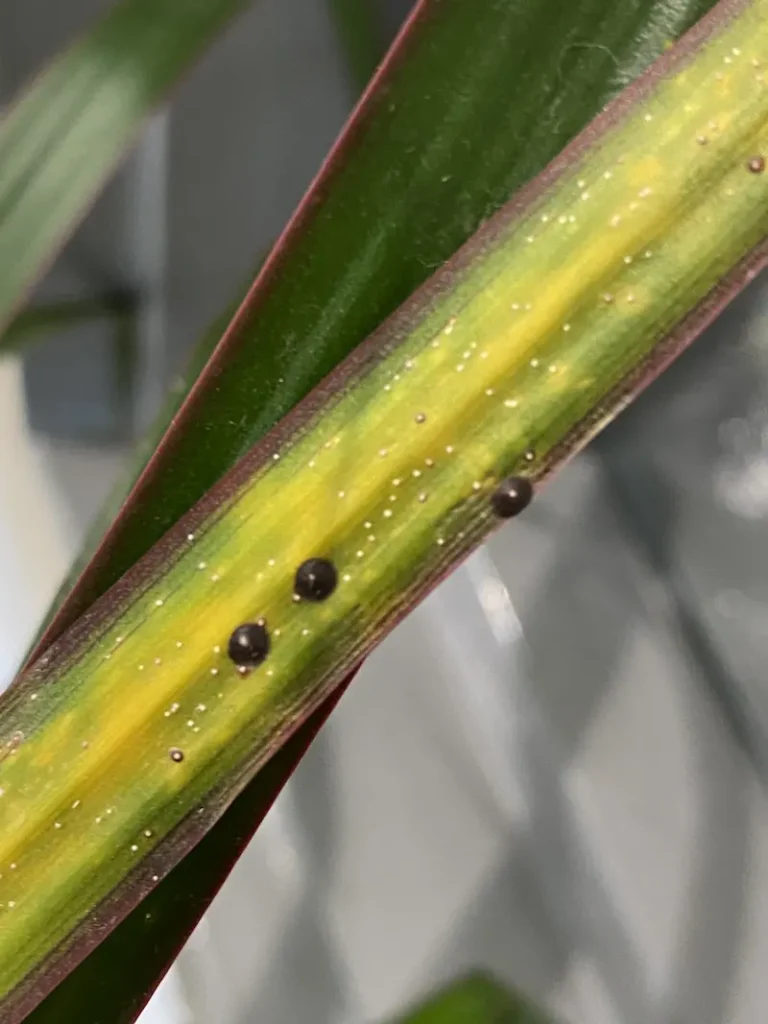 Black scale insects on dracaena