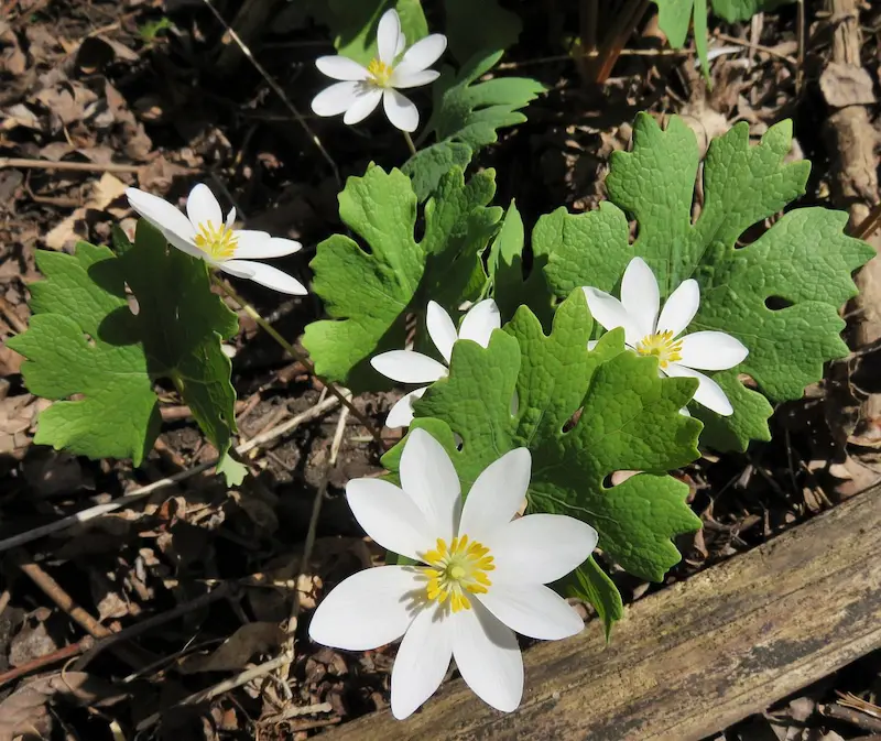 A clump of bloodroot with white flowers 
