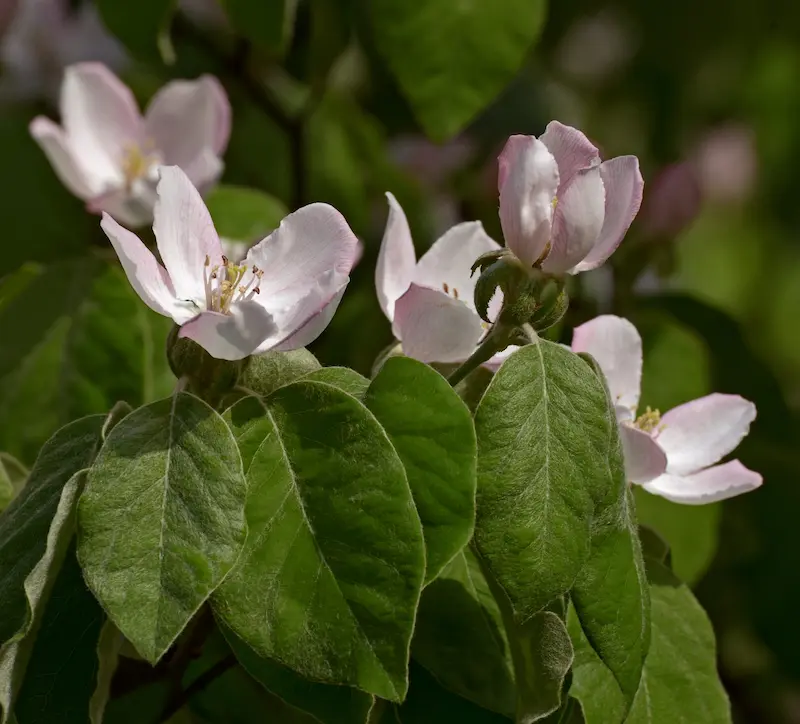 Blooming Quince with its light pink flowers and distinctive leaf