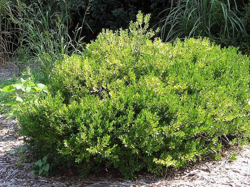 A full Buxus harlandii bush