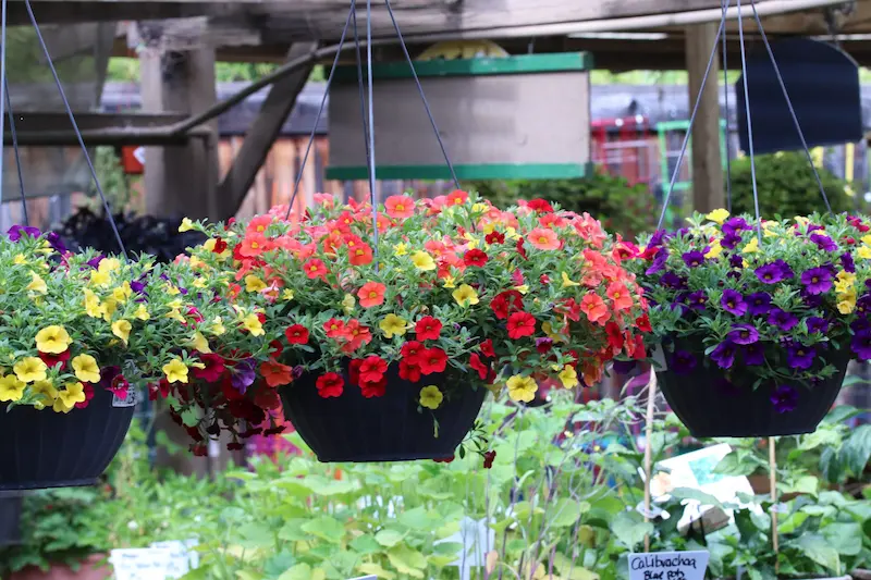 Three calibrachoa million bells hanging baskets with red, yellow, orange and purple flowers