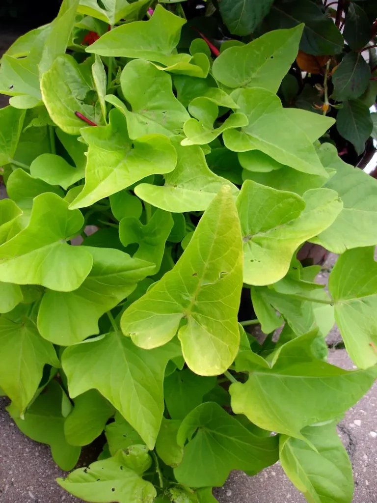 Chartreuse colored sweet potato vine in a container