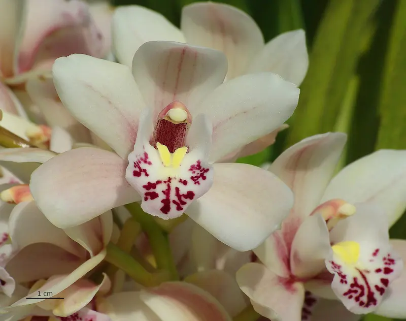 White Cymbidium flower with burgundy spots