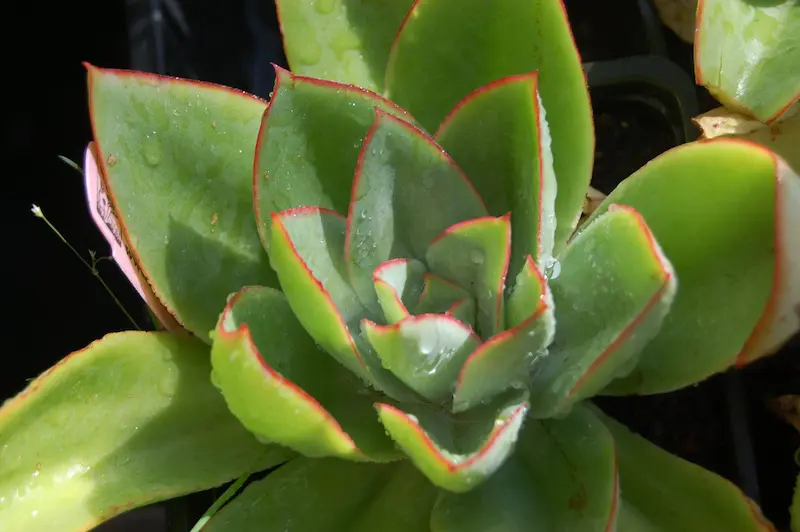 A close up of an echeveria