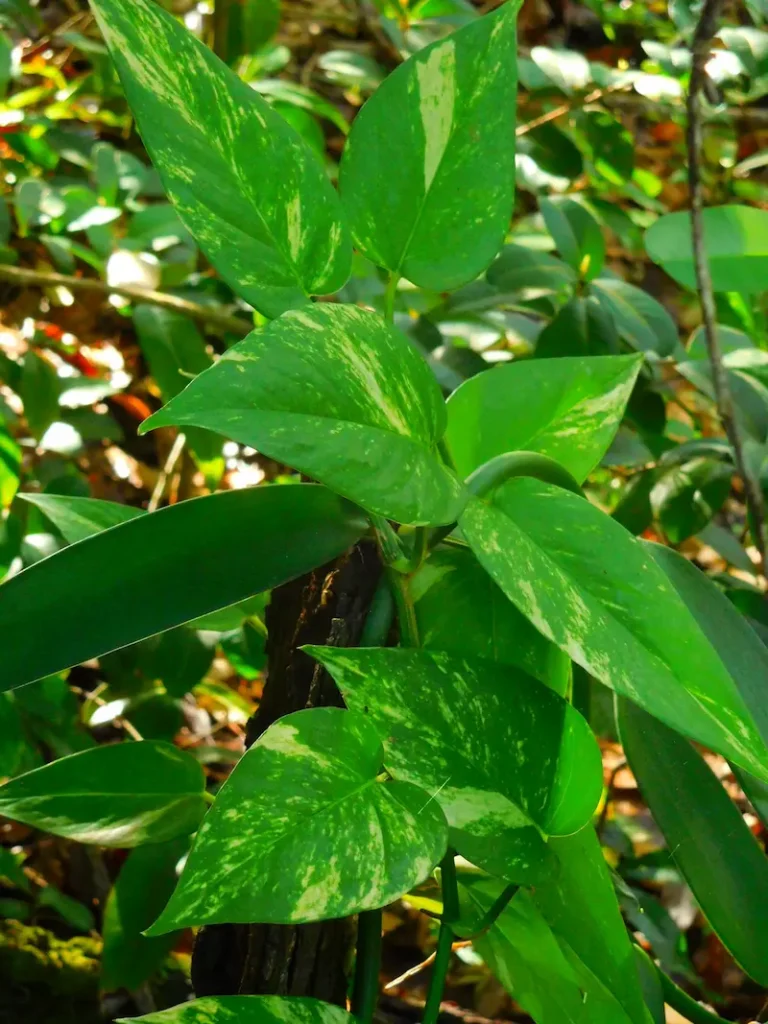 A small Epipremnum aureum known as Golden pothos plant with attractive green and light green leaves