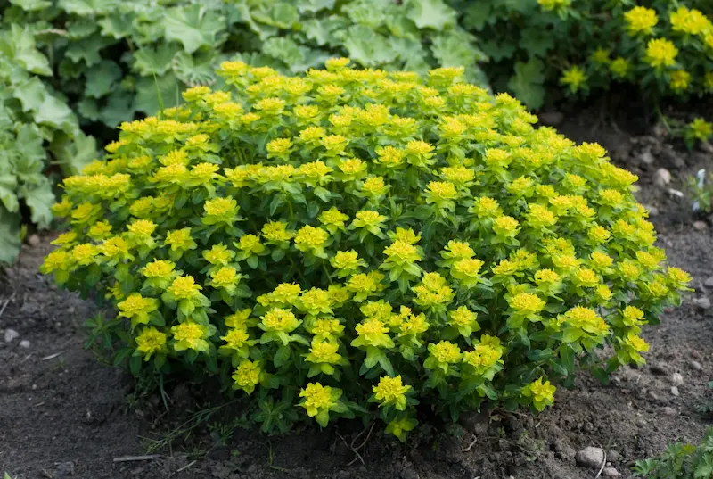 A patch of bright yellow Cushion Spurge - Euphorbia epithymoides 