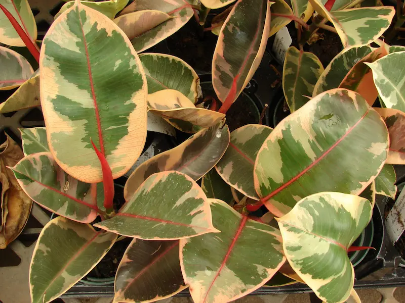 Large leaf rubber tree, with green variegated leaves
