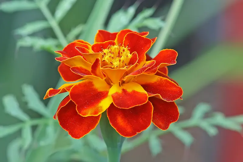 A yellow and red marigold flower