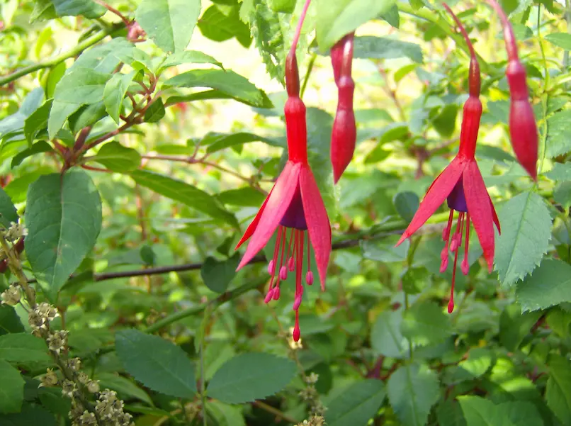 A close up of a Fuchsia Magellanica with its wonderful pink and red flowers