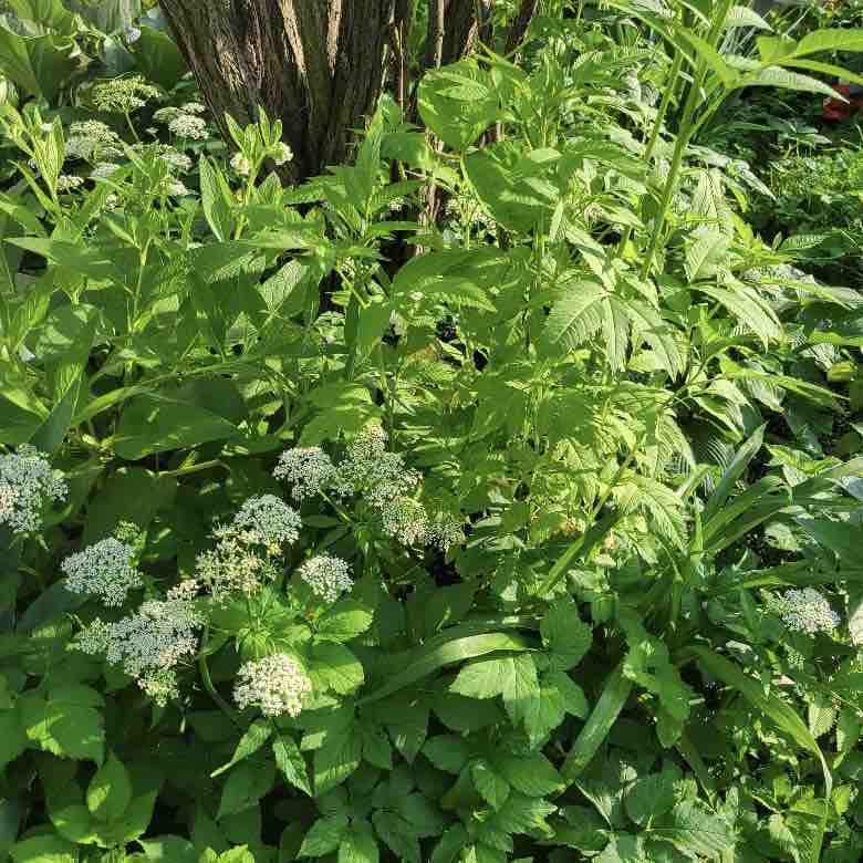 Green leaves of goutweed with white flowers