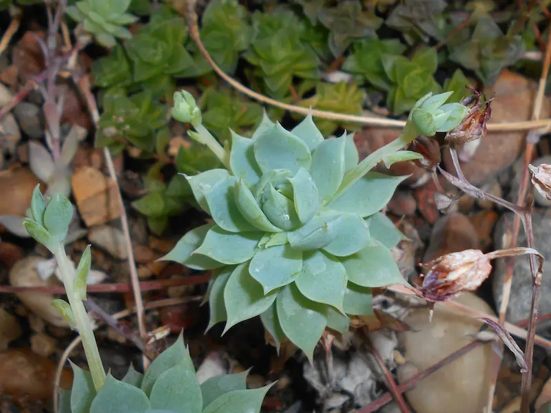 Graptopetalum macdougalii with tongue-shaped leaves which range from bright blue to green