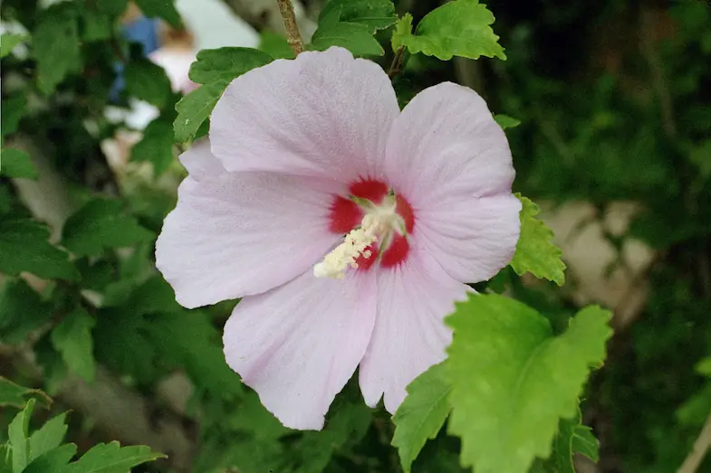 The pink flower of a Hibiscus syriacus also known as Rose of Sharon