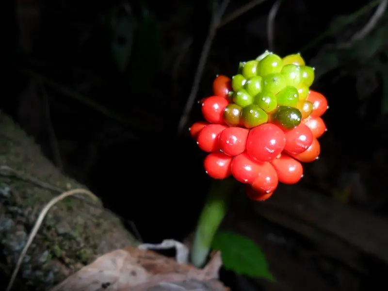Read and green Jack in the Pulpit seed berries 
