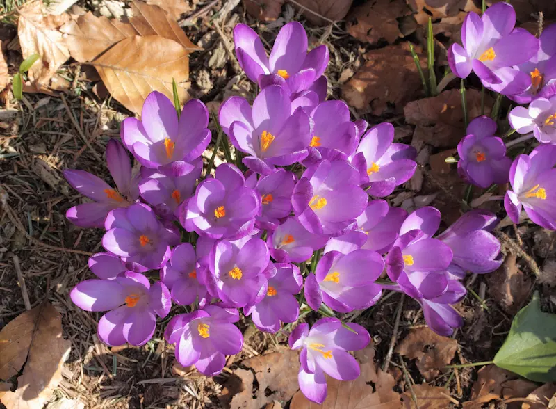 A healthy patch of purple Crocus