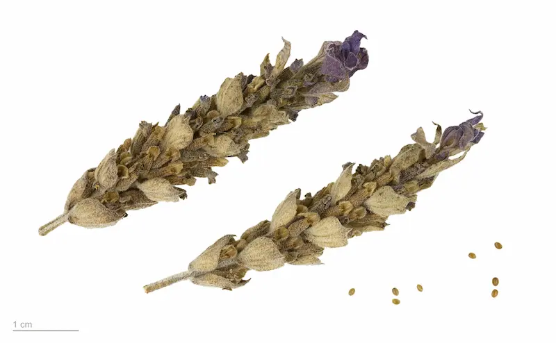 Photo of Lavender Dentata seeds.