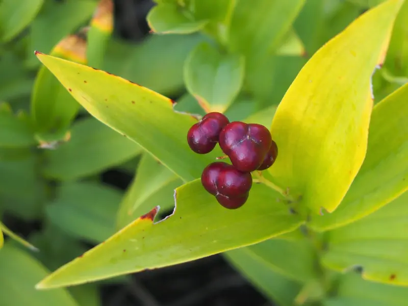 False Solomon's Seal red fruit 
