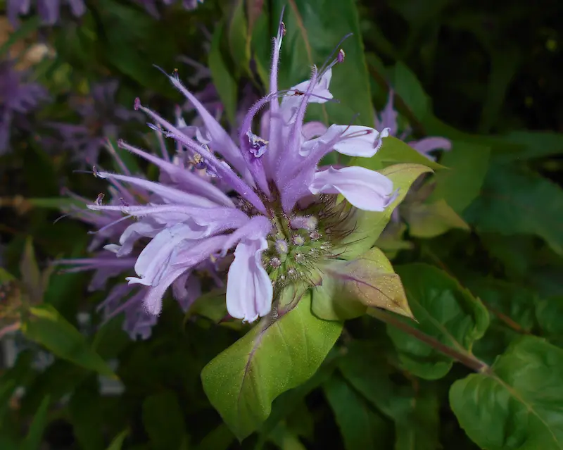 A close up of a Purple bee balm flower