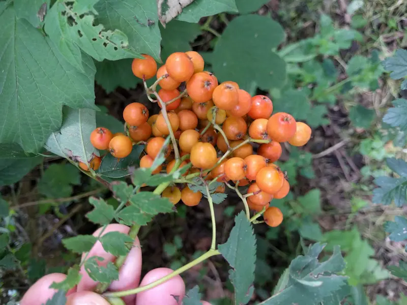 Mountian Ash orange fruit 
