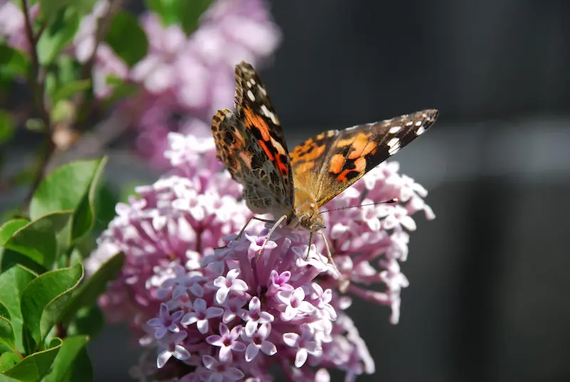 Painted lady butterfly on pink asian lilac flower