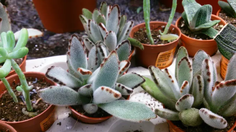 Incredible  pnda plant with its light blue leaves