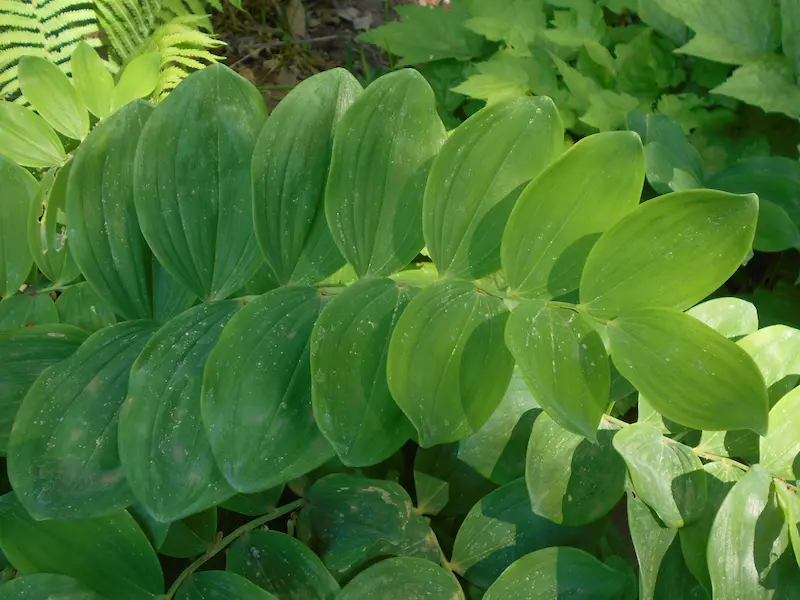 Showing Polygonatum commutatum wonderful alternate leaves 