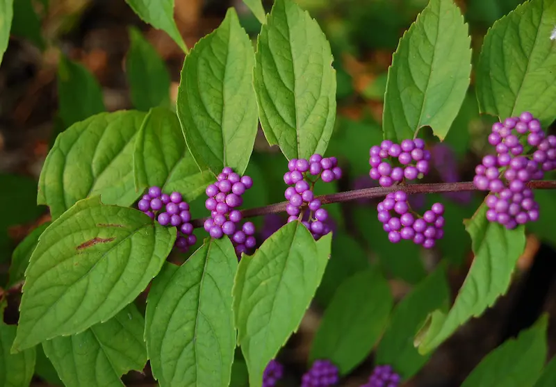 Close up of the gorgeous leves nd purple fruit of the beautyberry Callicarpa dichotoma