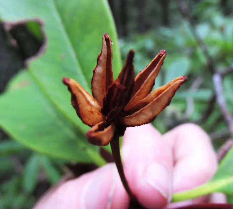 A close up of a Rhododendrum Seed Capsule