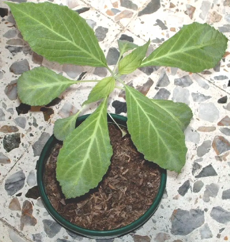 A salvia divinorum plant in a pot