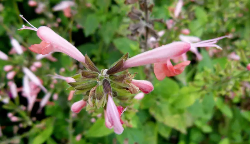 A close up of a salvia coccinea with its pink flowers
