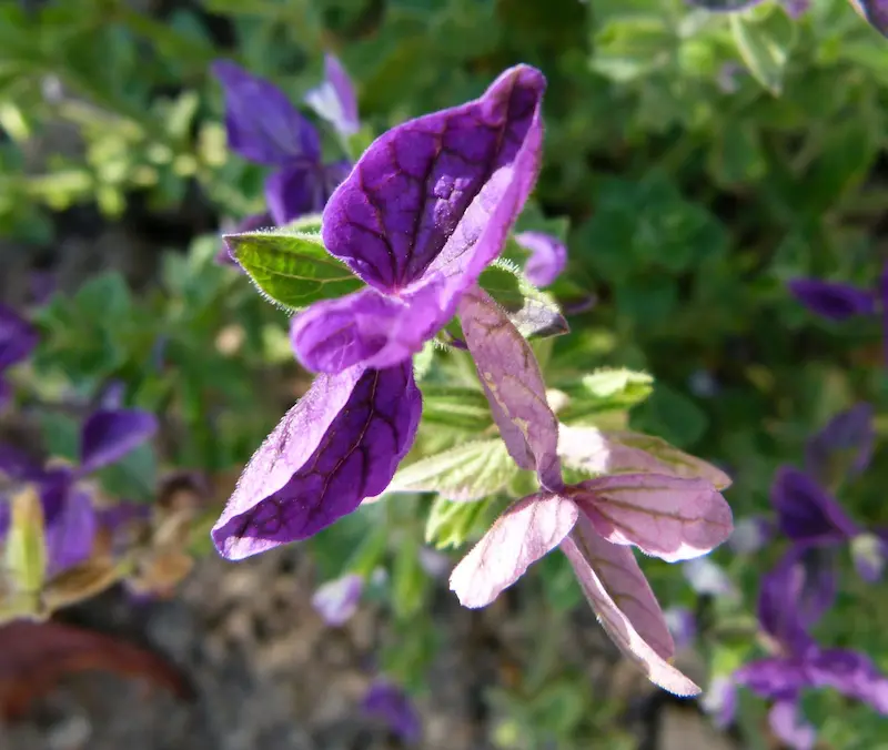 A salvia hormimum with its purple flowers
