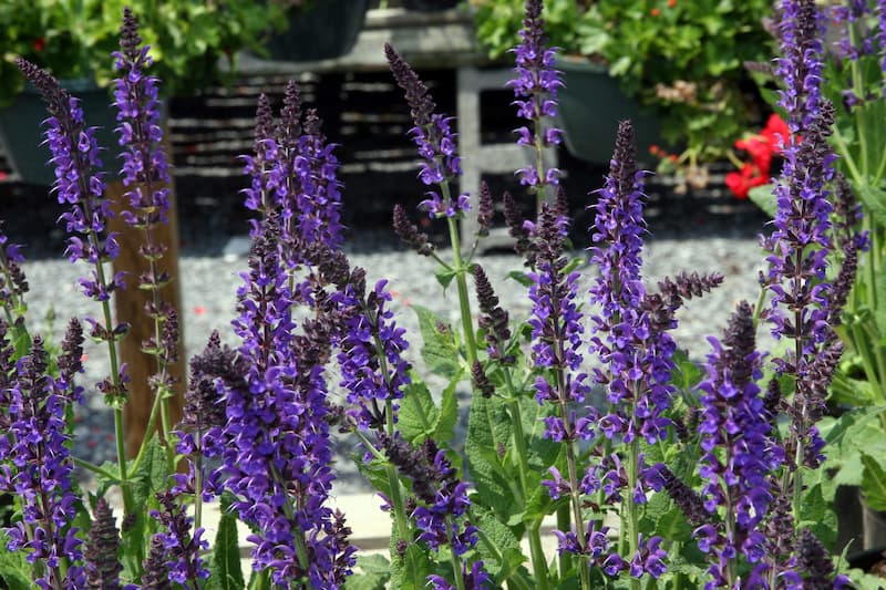 Flowering purple Salvia Nemerosa May Night