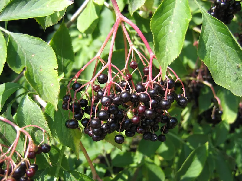 Elderberry Sambucus nigra fruit, whcih its deep purple color