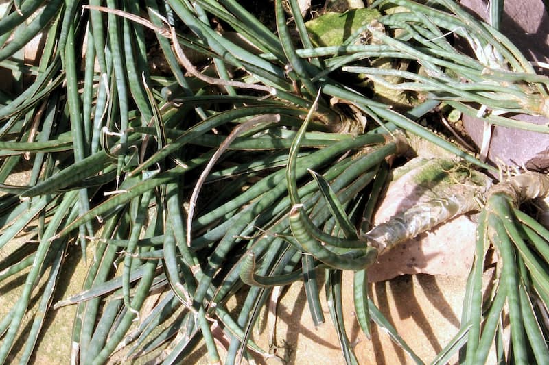 Sansevieria gracilis with its tubular leaves