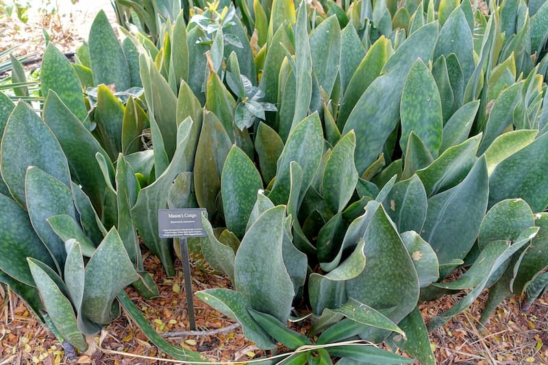 Sansevieria masoniana growing in a well mulched area