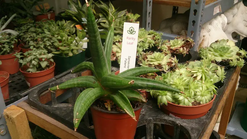 Sansevieria patens with its big thick tubular leaves