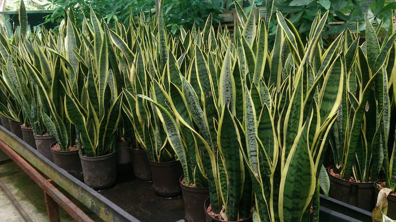 About 30 pots each containing a mature snake plant