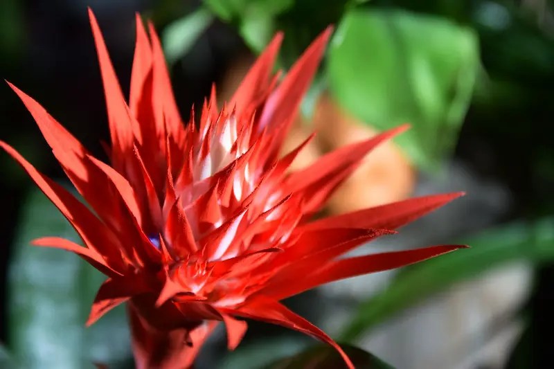 A close up of a bright red bromeliad flower