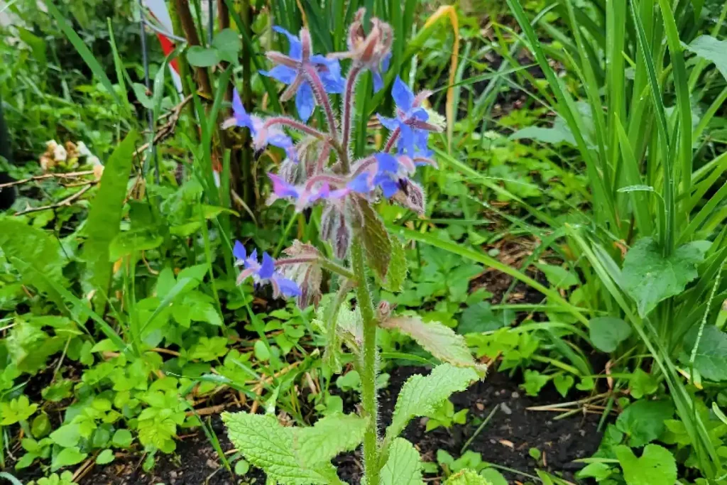 A new blue Borage plant growing in a spring garden